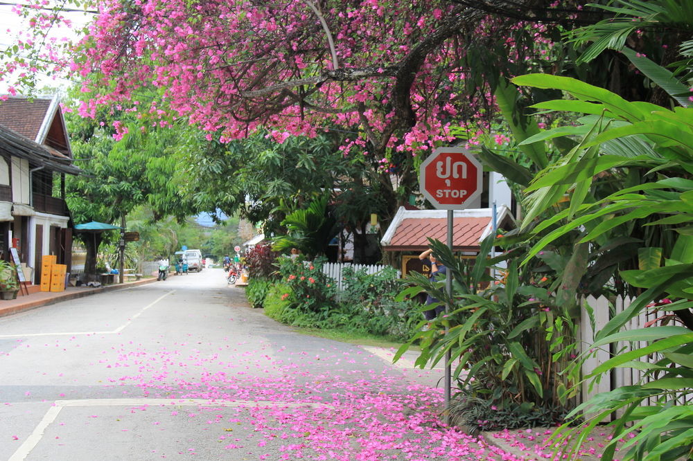 Wisdom Laos Hotel Luang Prabang Exteriör bild